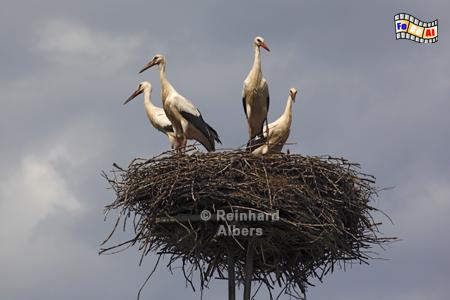 Masuren - Storchendorf Szczurkowo, Polen, Masuren, St�rche, Storch, Foto, foreal
