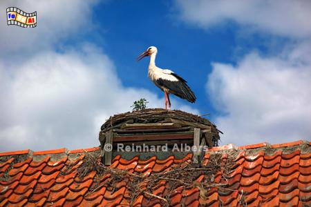 Masuren - Storchendorf Szczurkowo, Polen, Masuren, St�rche, Storch, Foto, foreal