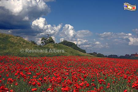 Landschaft bei Malbork (Marienburg), Polen, Polska, Marienburg, Malbork, Mohn, Albers, foreal, Foto,