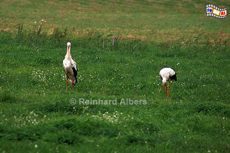 Strche in Masuren, Polen, Masuren, Strche, Storch, Foto, foreal, Albers,