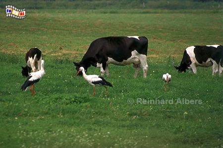 Masuren - St�rche auf einer Kuhweide, Polen, Masuren, St�rche, Storch, Foto, foreal, Albers,
