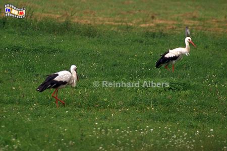 St�rche in Masuren, Polen, Masuren, St�rche, Storch, Foto, foreal, Albers,