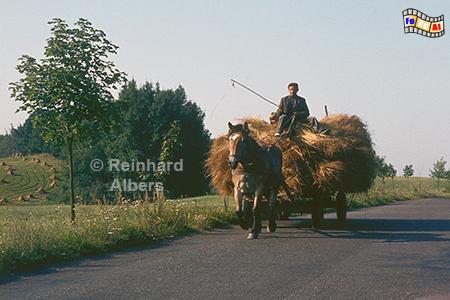 Pferdefuhrwerk in Masuren, olen, Masuren, Polska, Mazury, Pferdefuhrwerk, Albers, Foto, foreal,