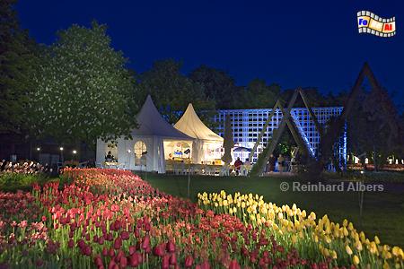 Britzer Park - Tulpenblte (Tulipan), abendliche Beleuchtung, Berlin, Britz, Tulpen, Tulipan, Albers, foreal, Foto