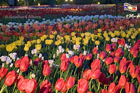 Britzer Park - Tulpenbl�te (Tulipan), abendliche Beleuchtung, Berlin, Britz, Tulpen, Tulipan, Albers, foreal, Foto