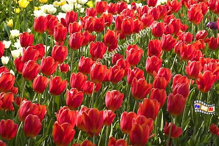 Britzer Park - Tulpenbl�te (Tulipan), Berlin, Britz, Tulpen, Tulipan, Albers, foreal, Foto
