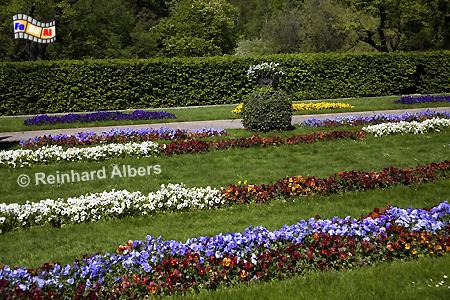 Botanischer Garten - Stiefm�tterchen, Berlin, Botanischer, Garten, Albers, foreal, Foto