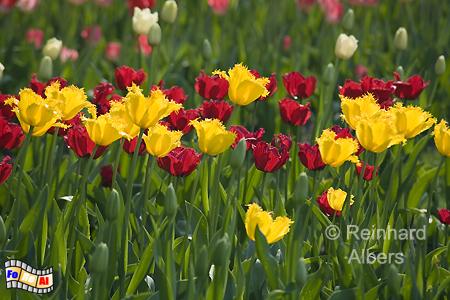 Britzer Park - Tulpenblte (Tulipan), Berlin, Britz, Tulpen, Tulipan, Albers, foreal, Foto