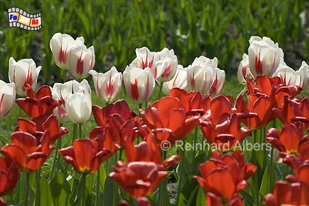Britzer Park - Tulpenblte (Tulipan), Berlin, Britz, Tulpen, Tulipan, Albers, foreal, Foto