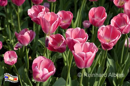 Britzer Park - Tulpenblte (Tulipan), Berlin, Britz, Tulpen, Tulipan, Albers, foreal, Foto