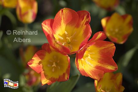 Britzer Park - Tulpenbl�te (Tulipan), Berlin, Britz, Tulpen, Tulipan, Albers, foreal, Foto