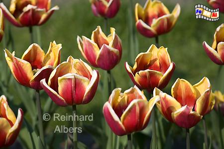 Britzer Park - Tulpenblte (Tulipan), Berlin, Britz, Tulpen, Tulipan, Albers, foreal, Foto