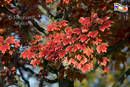 Herbstlaub vor der Schweizer Botschaft, Berlin, Botschaft, Schweiz, Albers, Foto, foreal