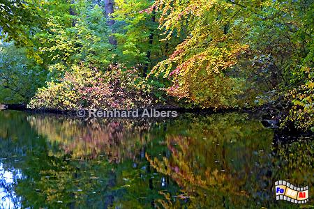 Herbststimmung im Tiergarten, Berlin, Herbst, Tiergarten, Albers, Foto, foreal