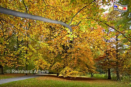 Herbststimmung im Tiergarten, Berlin, Herbst, Tiergarten, Albers, Foto, foreal