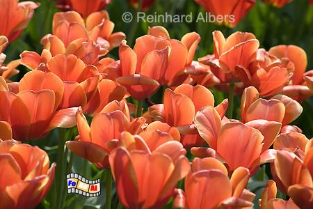 Britzer Park - Tulpenbl�te (Tulipan), Berlin, Britz, Tulpen, Tulipan, Albers, foreal, Foto