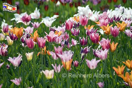 Britzer Park - Tulpenbl�te (Tulipan), Berlin, Britz, Tulpen, Tulipan, Albers, foreal, Foto