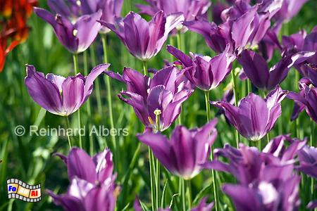 Britzer Park - Tulpenbl�te (Tulipan), Berlin, Britz, Tulpen, Tulipan, Albers, foreal, Foto