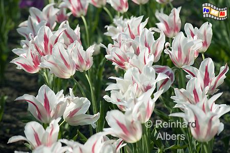 Britzer Park - Tulpenbl�te (Tulipan), Berlin, Britz, Tulpen, Tulipan, Albers, foreal, Foto