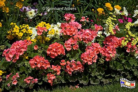 Saint-Malo - Blumenrabatten am Schloss, Frankreich, Bretagne, Saint-Malo, Schloss, ch�teau, Blumen, Albers, Foto, foreal,