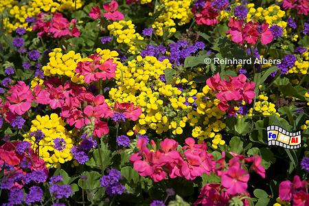 Saint-Malo - Blumenrabatten am Schloss, Frankreich, Bretagne, Saint-Malo, Schloss, ch�teau, Blumen, Albers, Foto, foreal,
