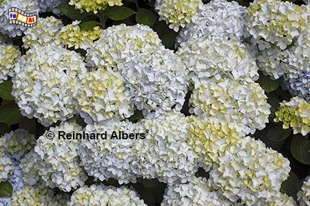 Hortensien, Frankreich, Bretagne, Hortensie, Blumen, Albers, Foto, foreal,