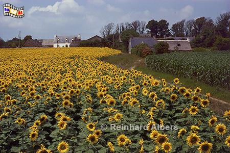 Sonnenblumenfeld im Sdwesten der Bretagne, Frankreich, Bretagne, Sonnenblumen, Cornouaille, Albers, Foto, foreal,