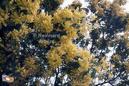 Blhende Mimosen am Golf du Morbihan, Frankreich, Bretagne, Morbihan, Golf, Mimosen, Albers, foto, foreal,