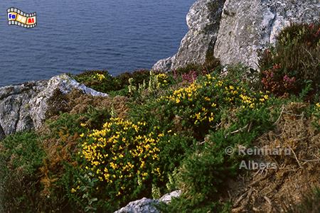 Pointe du Van, Frankreich, Bretagne, Pointe, Van, Heide,Albers, Foto, foreal,