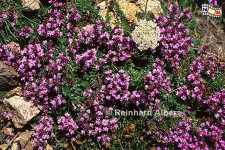 Bl�hende Heide an der Pointe du Van., Frankreich, Bretagne, Pointe, Van, Heide,Albers, Foto, foreal,