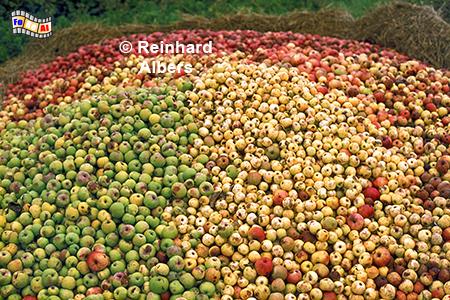 Apfelernte, Ausgangsbasis f�r das bretonische Nationalgetr�nk, den Cidre., Frankreich, Bretagne, Cidre, Apfelernte, Albers, foto, foreal,