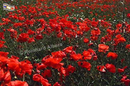 Klatschmohnwiese in der Cornouaille, Frankreich, Bretagne, Klatschmohn, Cornouaille, Albers, Foto, foreal,