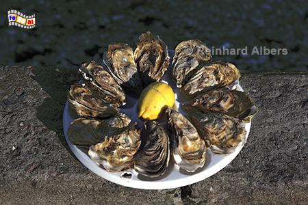 Cancale: Austernteller, Bretagne, Auster, Meeresfr�chte, Albers, Foto, foreal,