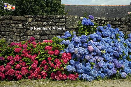 Hortensien, Frankreich, Bretagne, Hortensie, Blumen, Albers, Foto, foreal,