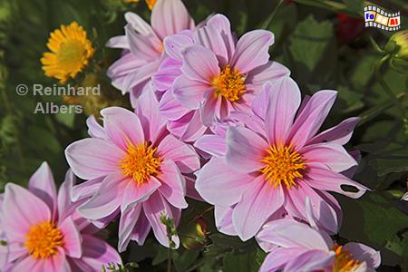 Saint-Malo - Blumenrabatten am Schloss, Frankreich, Bretagne, Saint-Malo, Schloss, chteau, Blumen, Albers, Foto, foreal,