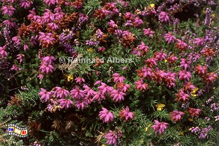 Bl�hende Heide, Bretagne, Crozon, Halbinsel, Heide, Albers, Foto, foreal,