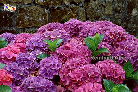 Hortensien, Frankreich, Bretagne, Hortensie, Blumen, Albers, Foto, foreal,