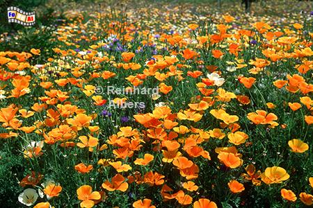 Kalifornischer Mohn in Quimper, 