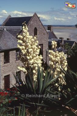 Blhende Palme auf dem Mont Saint-Michel, Normandie, Bretagne, Mont, Saint-Michel, Palme, Blte, Albers, Foto, foreal,
