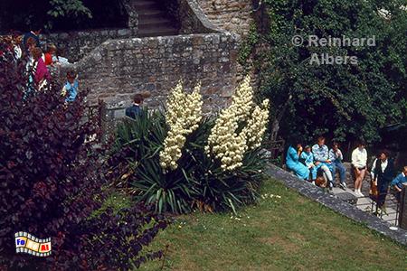 Mont Saint-Michel, bl�hende Palme, Normandie, Frankreich, Mont, Saint-Michel, Klosterberg, Albers, Foto, foreal,