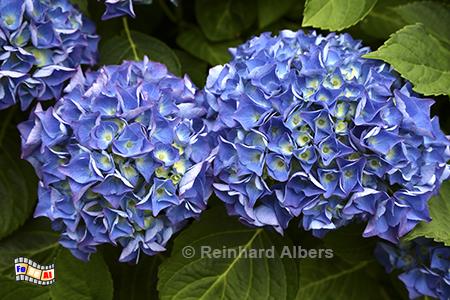 Hortensien, Frankreich, Bretagne, Hortensie, Blumen, Albers, Foto, foreal,
