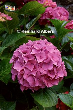 Hortensie, Frankreich, Bretagne, Hortensie, Blumen, Albers, Foto, foreal,