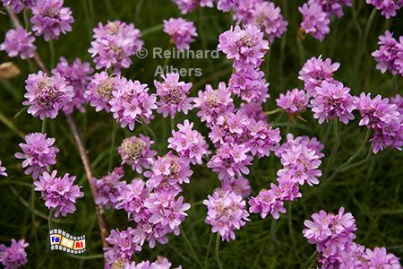 Strandnelken auf der �le Callot, Bretagne, Strandnelken, Albers, Foto, foreal,