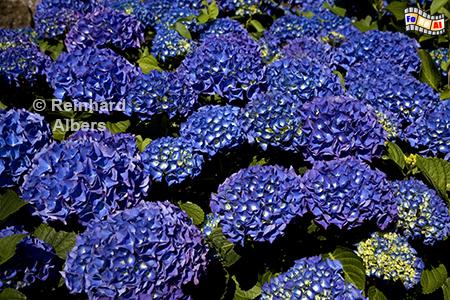 Hortensien, Frankreich, Bretagne, Hortensie, Blumen, Albers, Foto, foreal,
