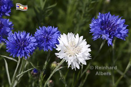 Kornblumen, Bretagne, Kornblumen, Foto, Albers, foreal,