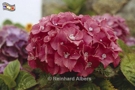 Hortensie auf der Ile d'Ouessant, Frankreich, Bretagne, Hortensie, Blumen, Albers, Foto, foreal,
