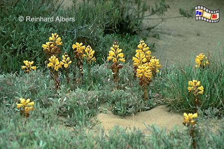 Sommersalzmarschwurz im Vorland bei Tavira, Portugal, Sandalgarve, Sommersalzmarschwurz, Tavira, Albers, Foto, foreal,