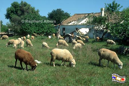 Algarve - Extensive Bewirtschaftung, Portugal, Algarve, Landwirtschaft, Schafe, Albers, Foto, foreal,