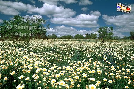Blumenwiese, Portugal, Algarve, Blumen, Vegetation, Foto, foreal,