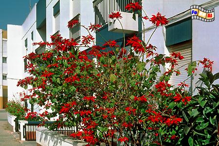 Weihnachtssternbusch, Algarve, Portugal, Weihnachtsstern, Albers, Foto, foreal,